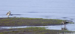 Rantakurvi x x Seppo Mäkitalo